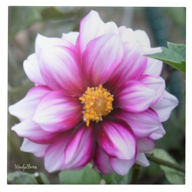 Keramiskt plattor med rosa och vit dahlia kakelplatta (Framsidan)