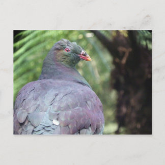 Kereru Closeup Vykort
