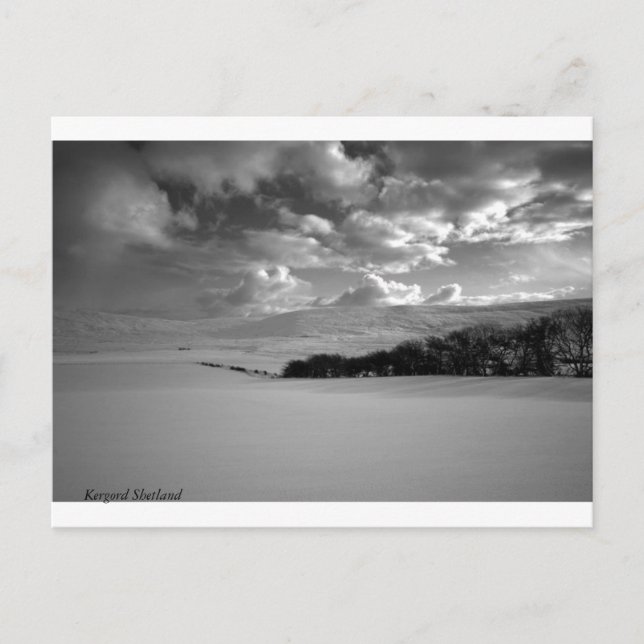 Kergord Shetland Vykort (Framsida)