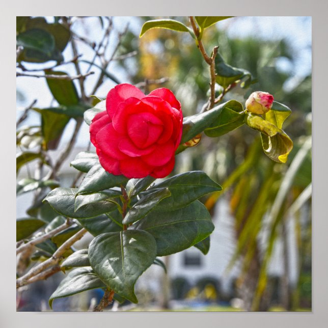Kerry Röd Kamelia Blomma och Knopp Poster (Framsidan)