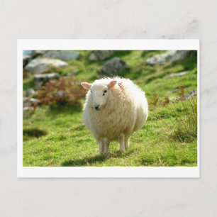 Kerry Sheep Ring i Kerry Vykort