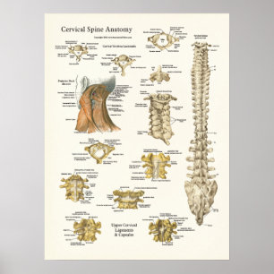 Kervical Spine and Vertebrae Anatomy Poster