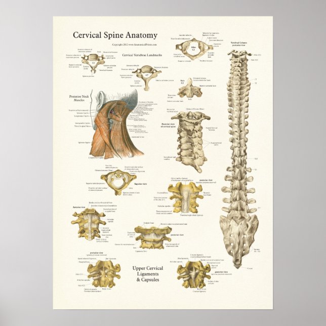 Kervical Spine and Vertebrae Anatomy Poster (Framsidan)