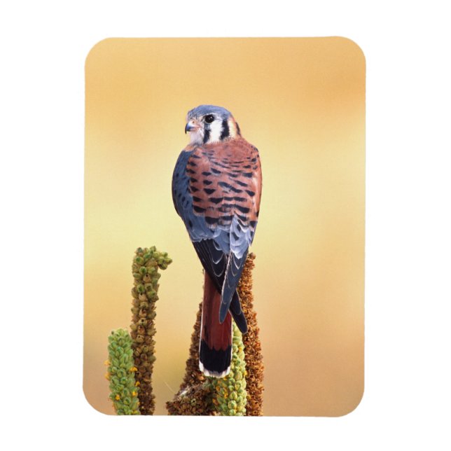 Kestrel, Falco sparverius, Native to USA & Kanada Magnet (Vertikal)