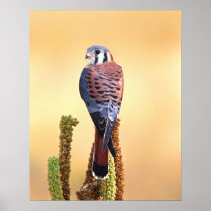 Kestrel, Falco sparverius, Native to USA & Kanada Poster