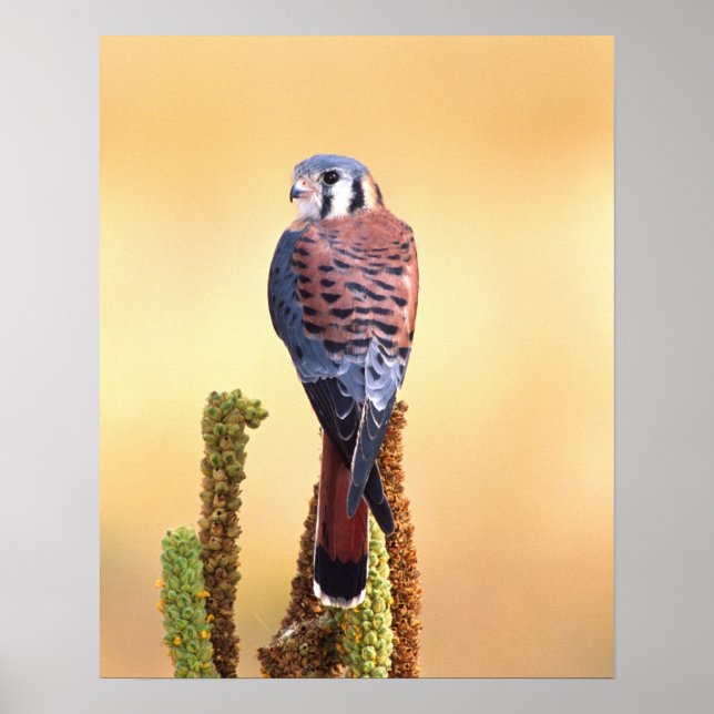 Kestrel, Falco sparverius, Native to USA & Kanada Poster (Framsidan)