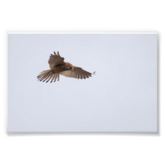 Kestrel Fototryck