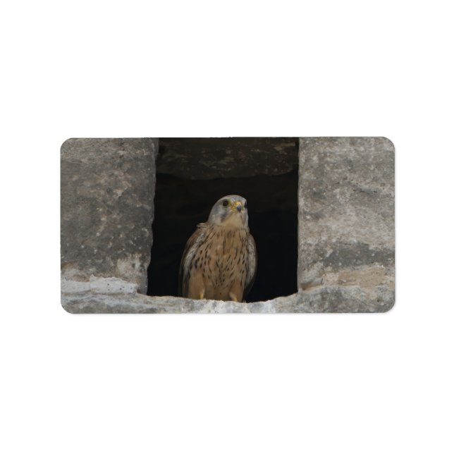 Kestrel in a small wall opening in the old church  adressetikett (Framsidan)