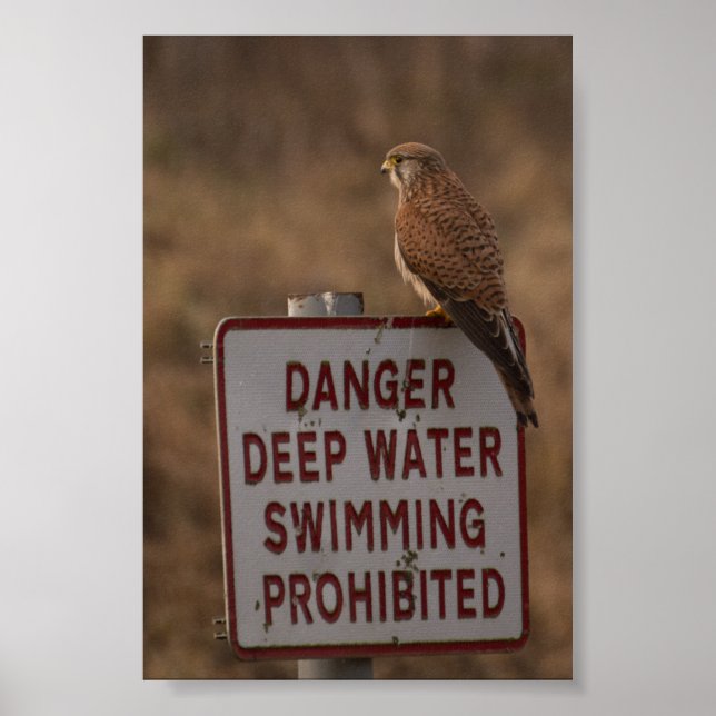 Kestrel Poster (Framsidan)