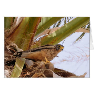Kestrel, Turmfalke, falco tinnunculus Hälsningskort