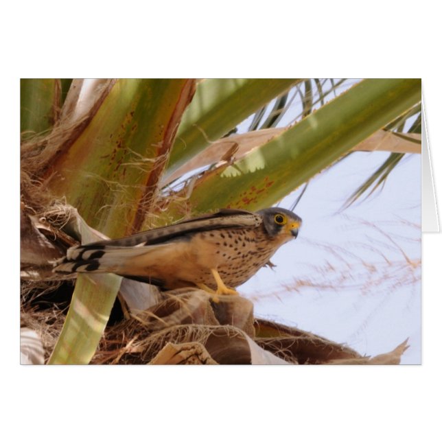 Kestrel, Turmfalke, falco tinnunculus Hälsningskort (Framsidan Horizontal)