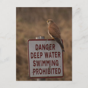 Kestrel Vykort