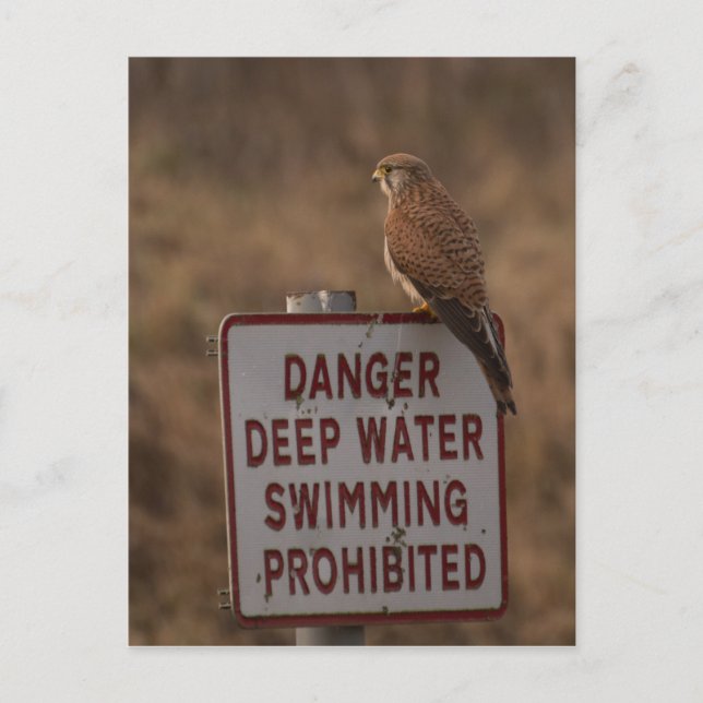 Kestrel Vykort (Framsida)