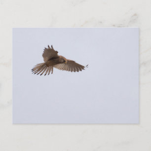 Kestrel Vykort