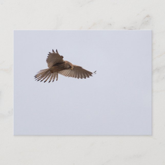 Kestrel Vykort (Framsida)
