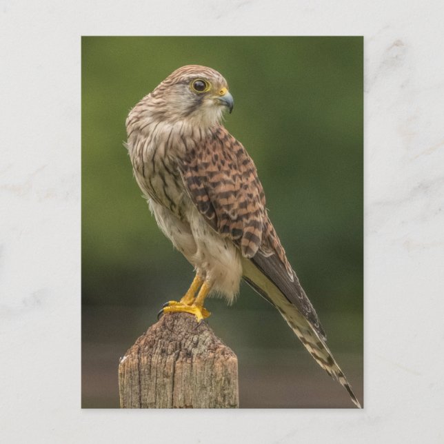 Kestrel Vykort (Framsida)