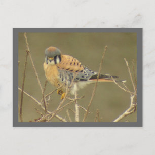 Kestrel-vykort Vykort