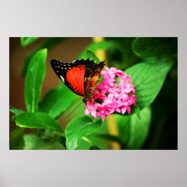 Ketosisk biblisk utskrift poster (Framsidan)