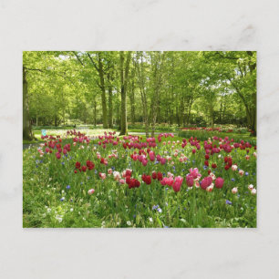 Keukenhof 2 vykort