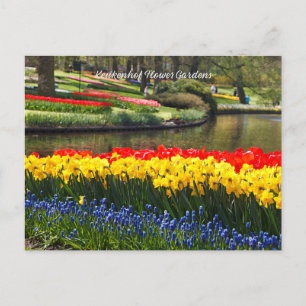 Keukenhof Flower Gardens Vykort