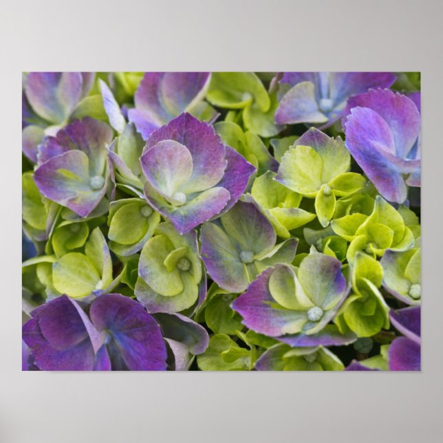 Keukenhof Garden Hydrangea Poster (Framsidan)