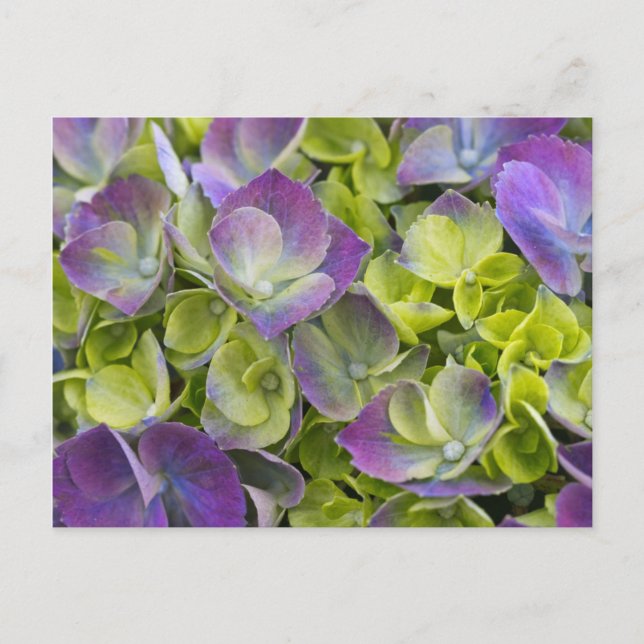 Keukenhof Garden Hydrangea Vykort (Framsida)