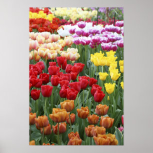 Keukenhof Gardens, Holland, specialiserad på 2 Poster