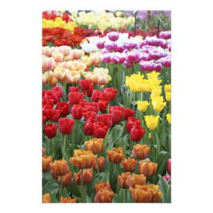 Keukenhof Gardens, Holland, specialiserar sig på 2 Fototryck