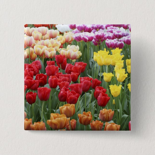 Keukenhof Gardens, Holland, specialiserar sig på 2 Knapp (Framsida)
