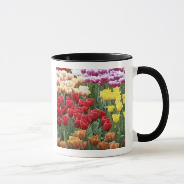 Keukenhof Gardens, Holland, specialiserar sig på 2 Mugg (Höger)