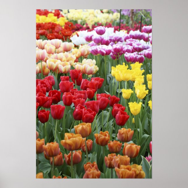 Keukenhof Gardens, Nederländerna, specialiserad på Poster (Framsidan)
