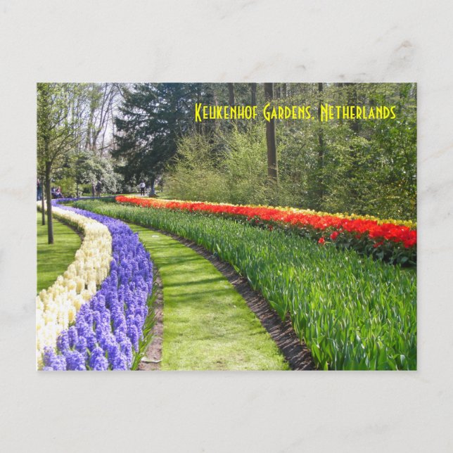 Keukenhof Gardens, Nederländerna Vykort (Framsida)