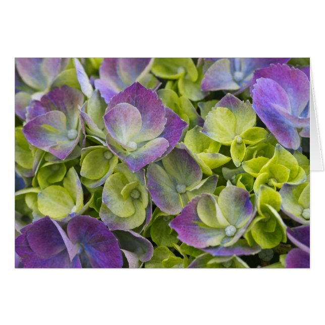 Keukenhof Trädgård Hortensia Hälsningskort (Framsidan Horizontal)