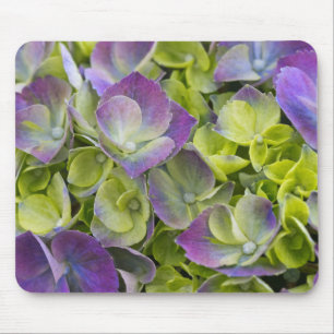 Keukenhof trädgård Hortensia Musmatta