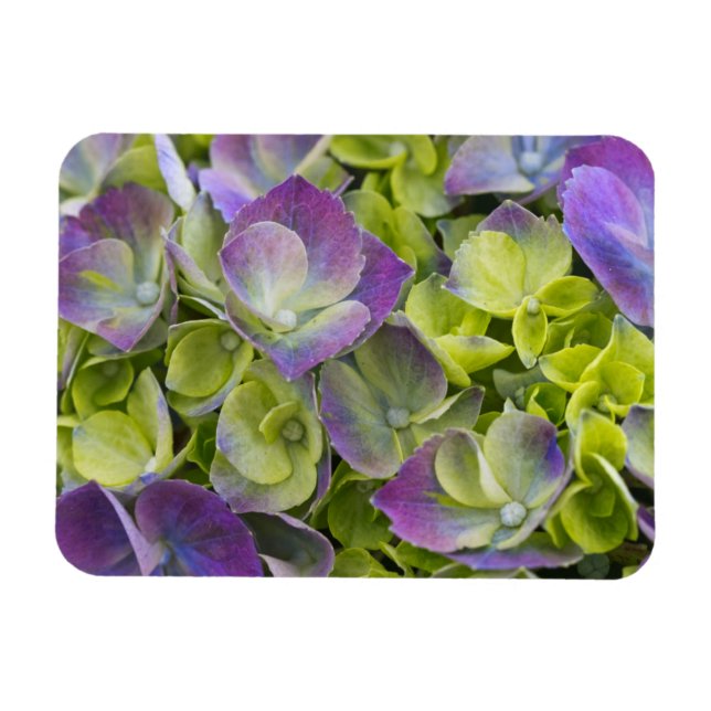 Keukenhof trädgård Hydrangea Magnet (Horisontell)