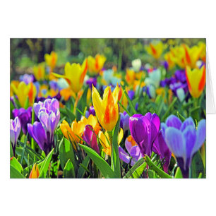 KEUKENHOF-TRÄDGÅRDAR, HOLLAND HÄLSNINGSKORT