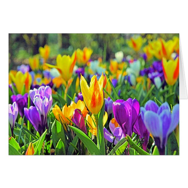 KEUKENHOF-TRÄDGÅRDAR, HOLLAND HÄLSNINGSKORT (Framsidan Horizontal)