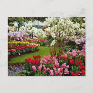 Keukenhof-trädgårdar i Lisse, söder om Amster Vykort