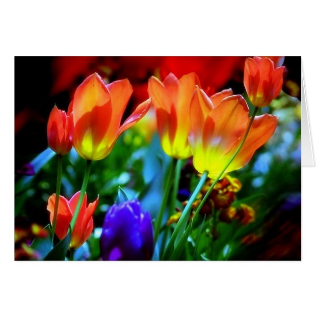 KEUKENHOF-TRÄDGÅRDAR, LISSE HOLLAND HÄLSNINGSKORT (Framsidan Horizontal)