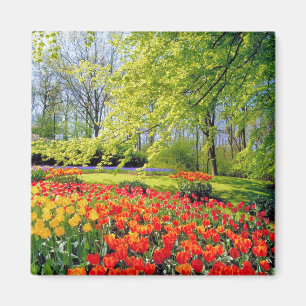 KEUKENHOF-TRÄDGÅRDAR, LISSE HOLLAND MAGNET