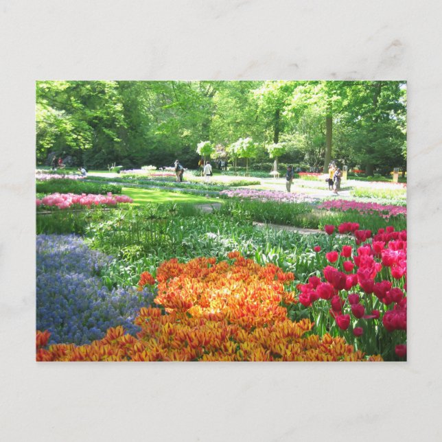 Keukenhof-trädgården - Holland-vykort Vykort (Framsida)