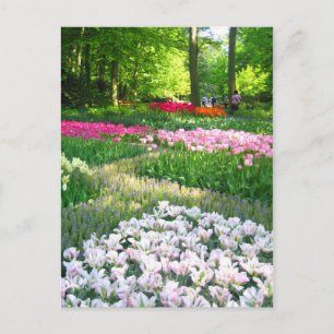 Keukenhof-trädgården - Holland-vykort Vykort