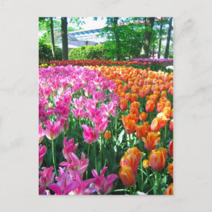 Keukenhof-trädgården - Holland-vykort Vykort