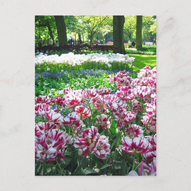 Keukenhof-trädgården - Holland-vykort Vykort (Framsida)