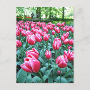 Keukenhof-trädgården - Holland-vykort Vykort