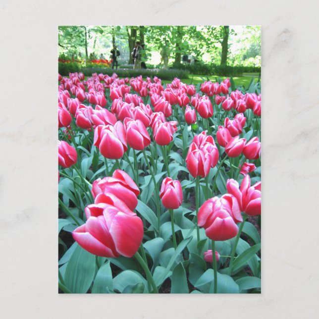 Keukenhof-trädgården - Holland-vykort Vykort (Framsida)