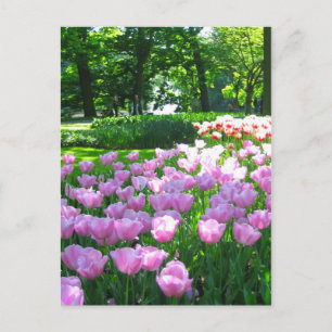 Keukenhof-trädgården - Holland-vykort Vykort