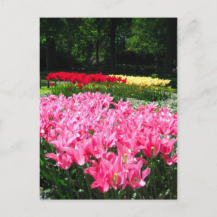 Keukenhof-trädgården - Holland-vykort Vykort