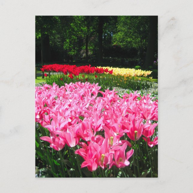 Keukenhof-trädgården - Holland-vykort Vykort (Framsida)