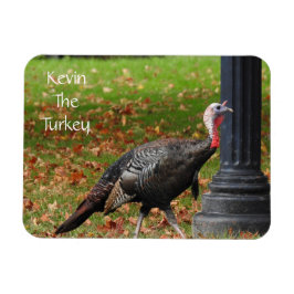 Kevin The Turkey - Old Wethersfield, CT Magnet